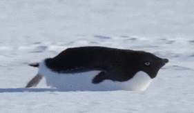 Lustiger Pinguin