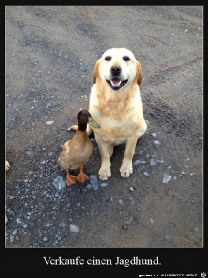 Toller Jagdhund