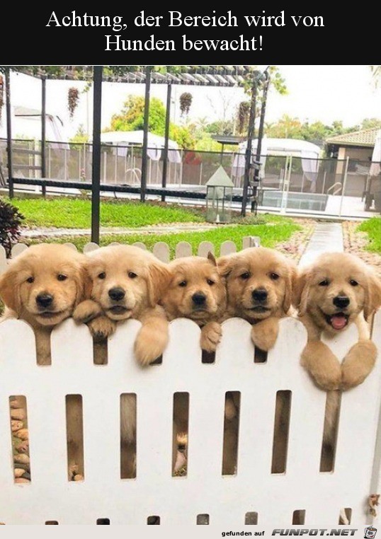 Niedliche Hunde bewachen den Garten