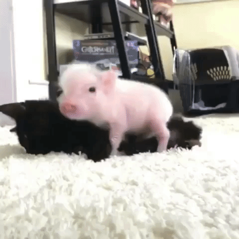 Schweinchen und Katze