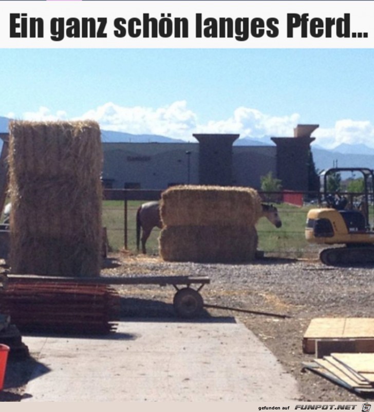 Langes Pferd