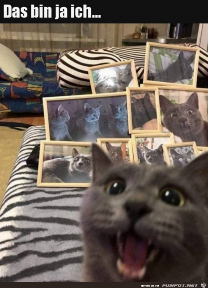 Katze freut sich ber Fotos