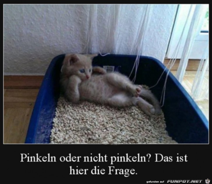 Katze berlegt noch