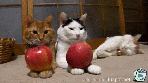 Katzen mit pfeln