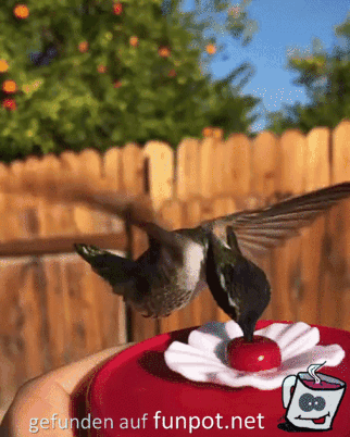 Vogel beim Trinken