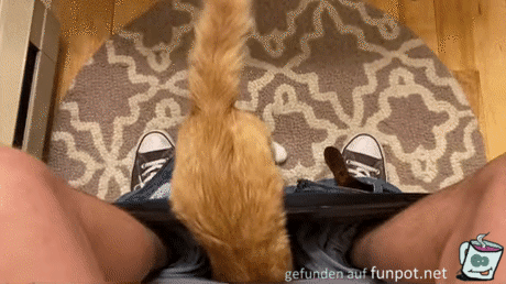 Katze nimmt in Hose Platz