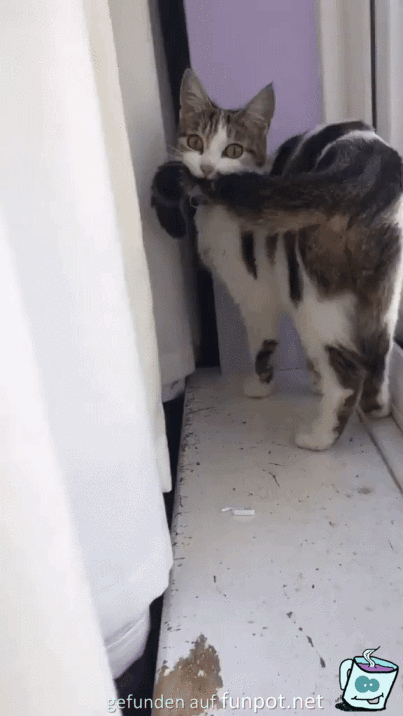 Katze fngt sich selbst