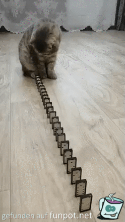 Katze spielt Domino