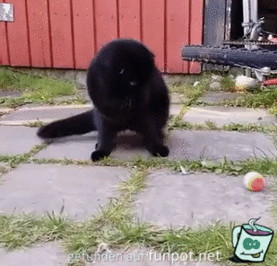 Katze legt sich auf Ball