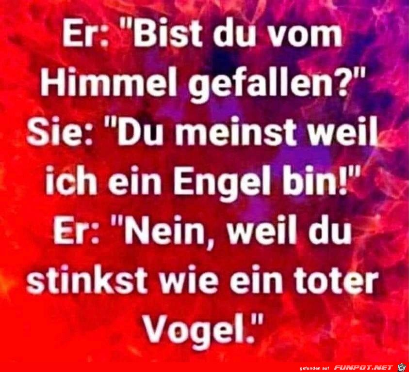 Ein toter Vogel