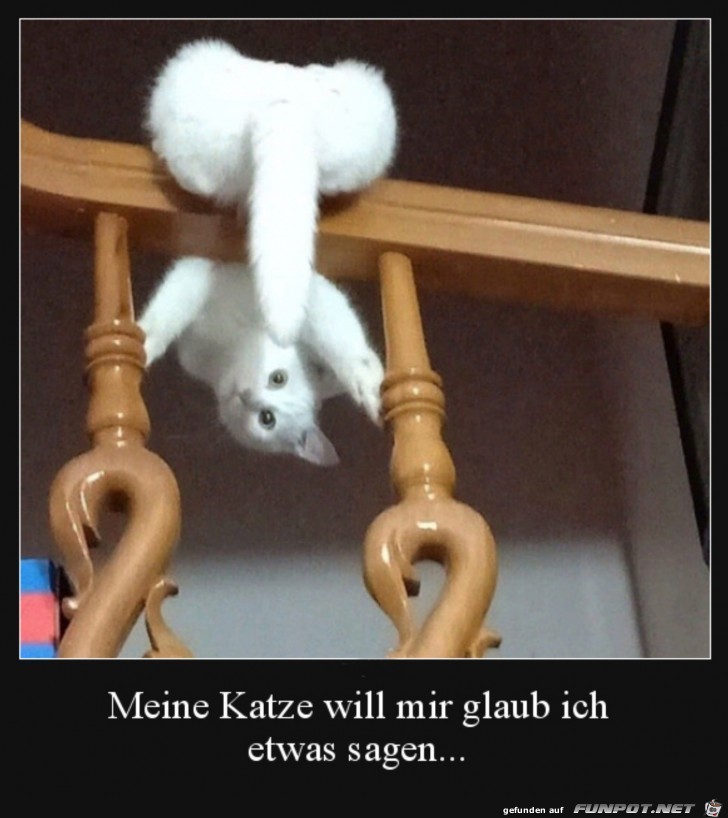 Katze verrenkt sich