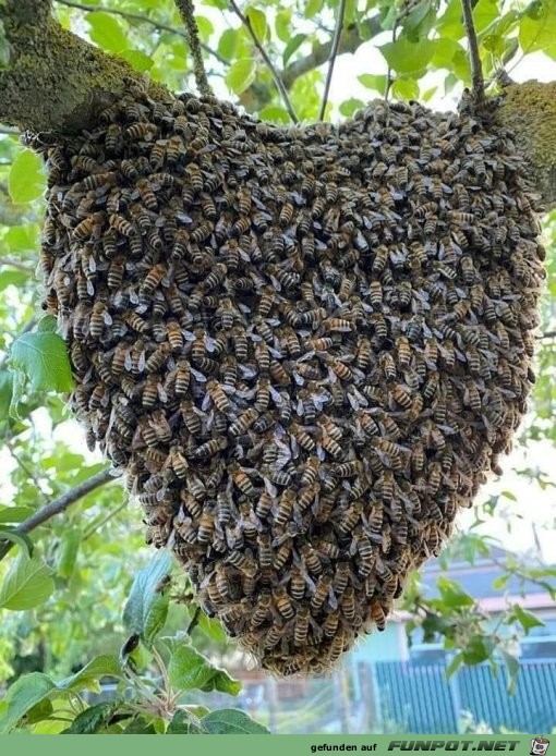 Bienen-Herz