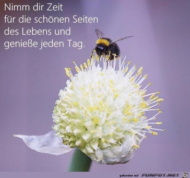 Genieße jeden Tag Genieße jeden Tag
