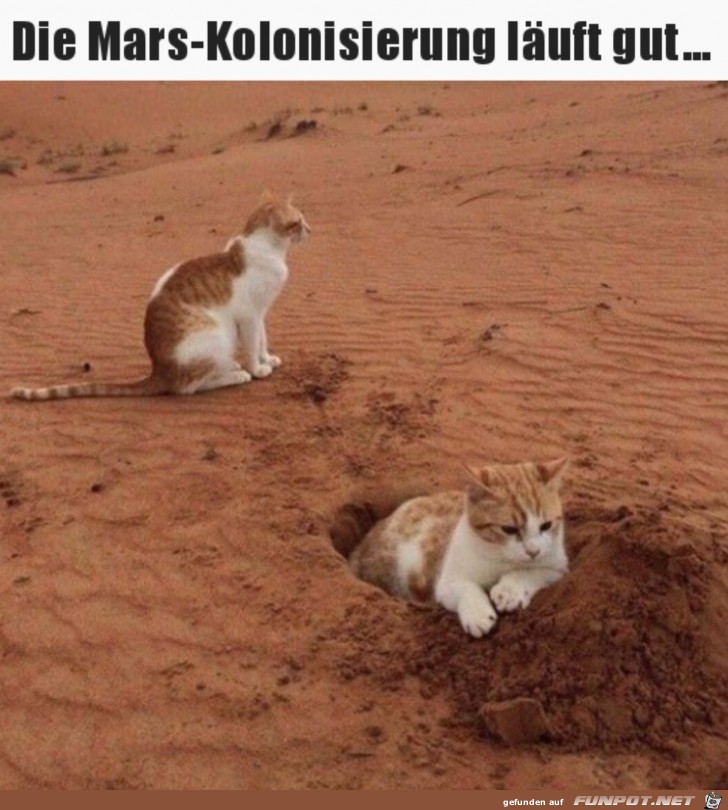 Katzen auf dem Mars