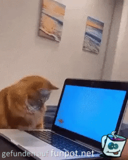 Katze fllt mit Laptop um