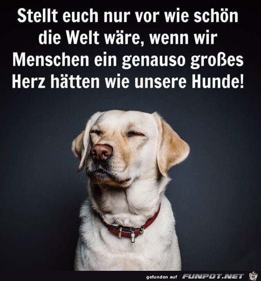 Ein Herz wie ein Hund