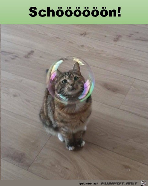 Katze mit Seifenblase