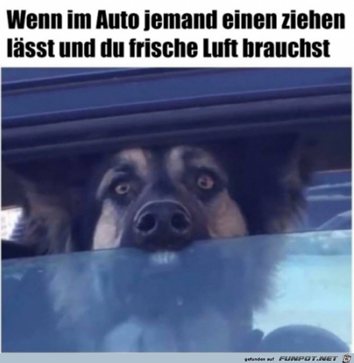 Hund braucht frische Luft