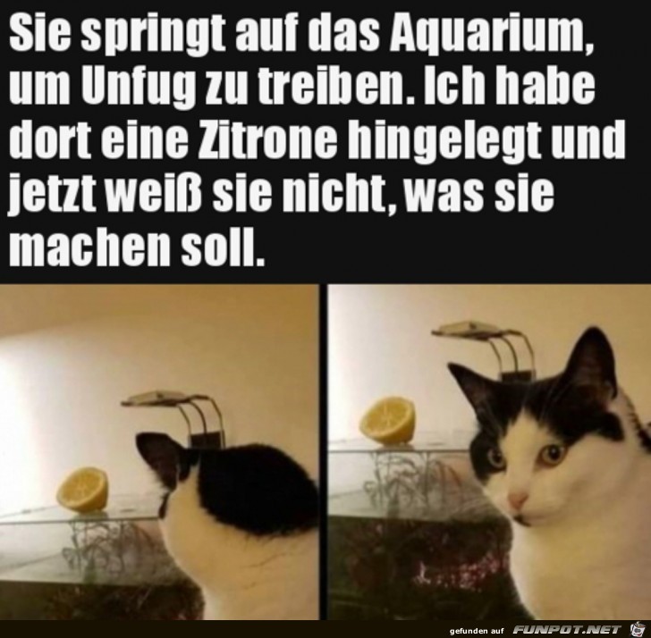 Was soll die Zitrone da?