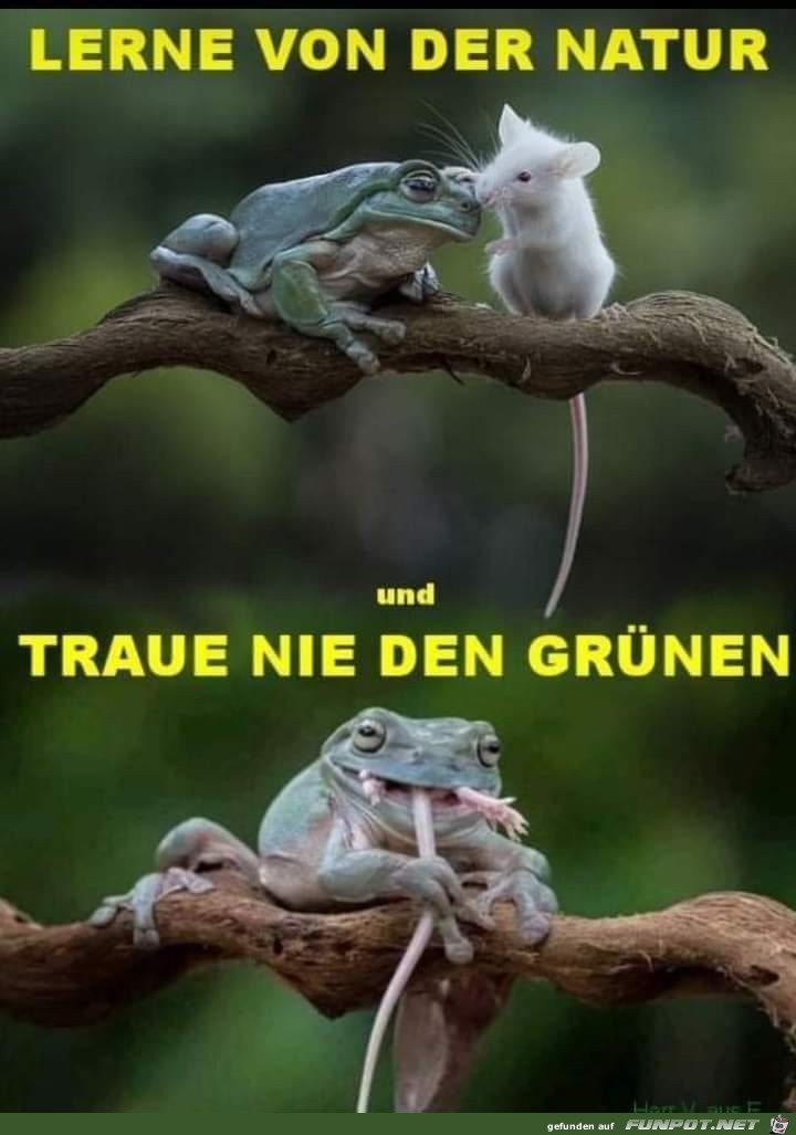 Lerne von der Natur