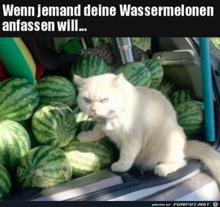 Das sind meine Melonen