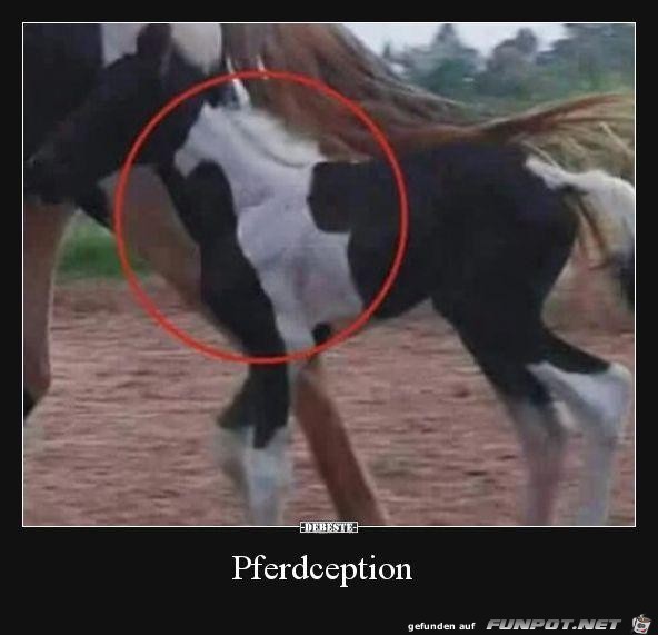 Das Pferd auf dem Pferd