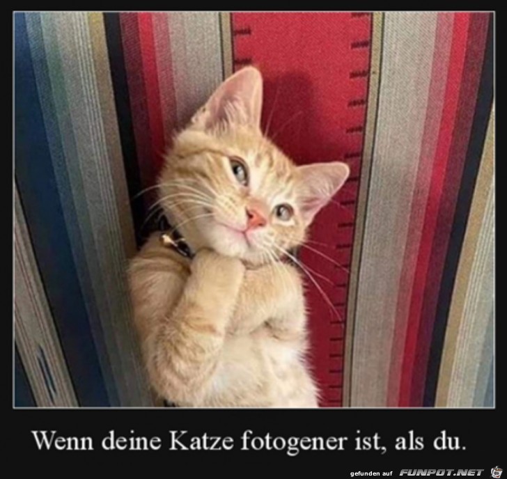 Fotogene Katze