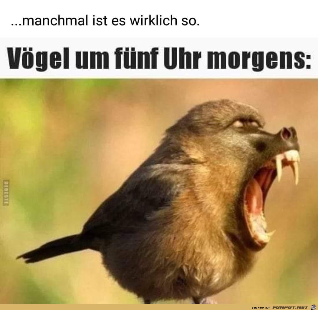 Voegel