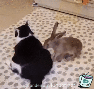 Katze und Hase