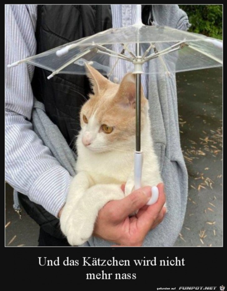 Schirm fr die Katze