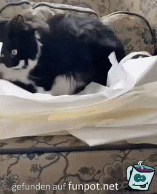Katze spielt mit Papier