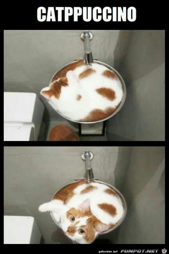 CATPPUCCINO