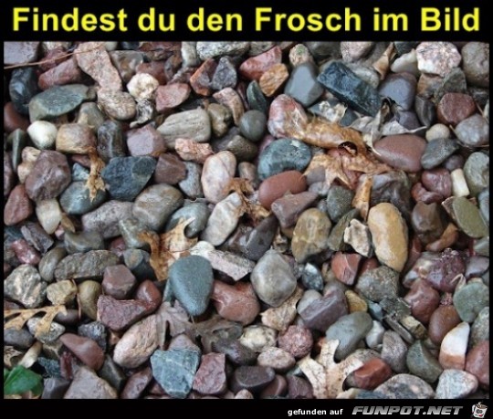 Findest du den Frosch im Bild