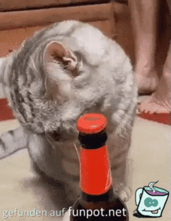Katze öffnet Bierflasche