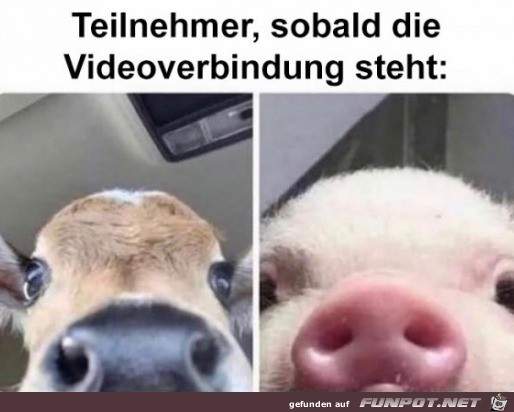 In der Videokonferenz