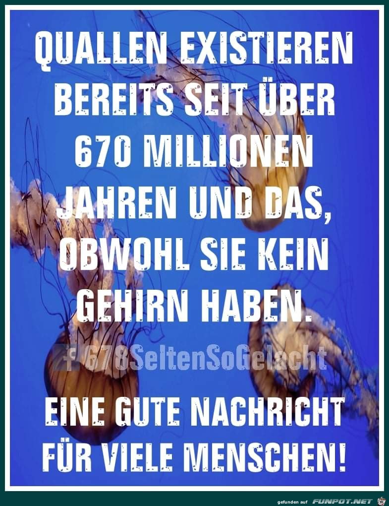 Quallen Quallen