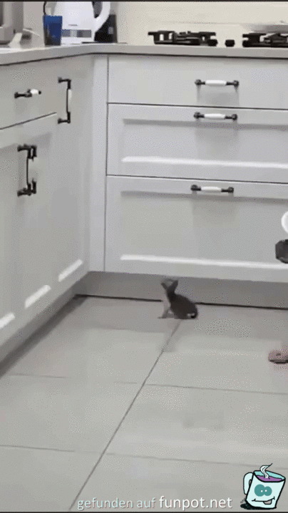 Kleine Katze macht kleinen Sprung