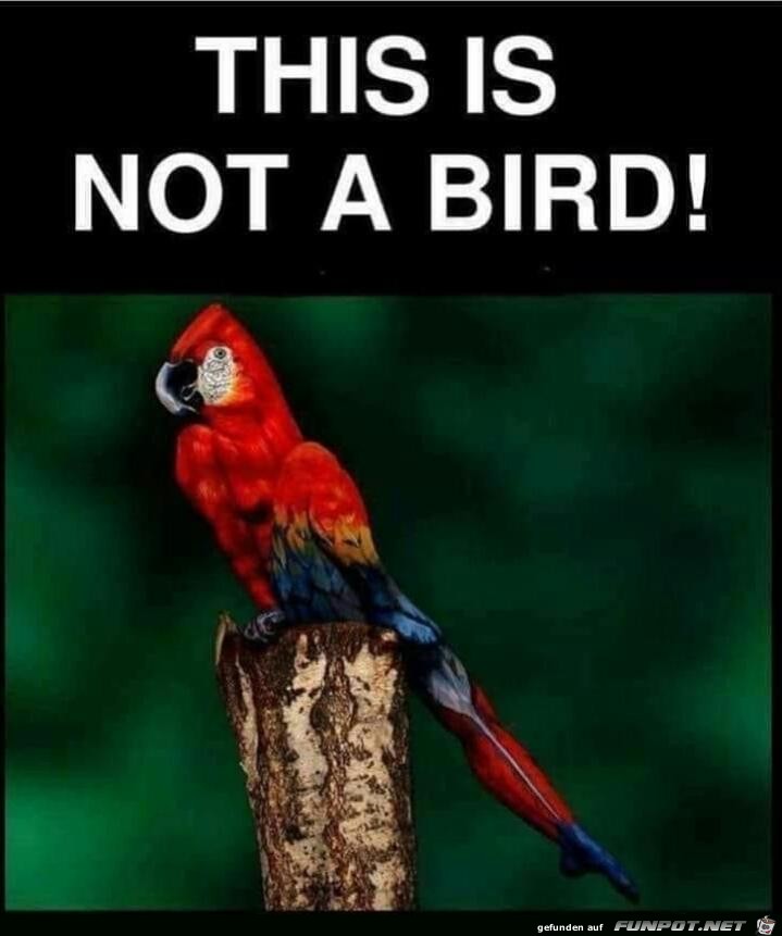 Das ist kein Vogel