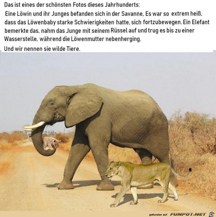 Elefant hilft