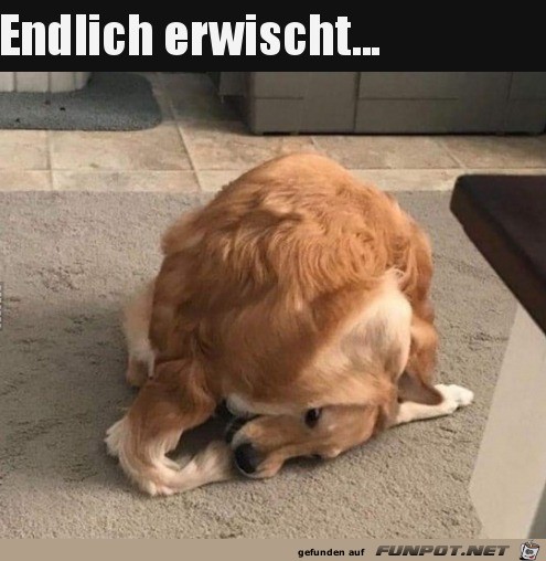 Hund hat Erfolg