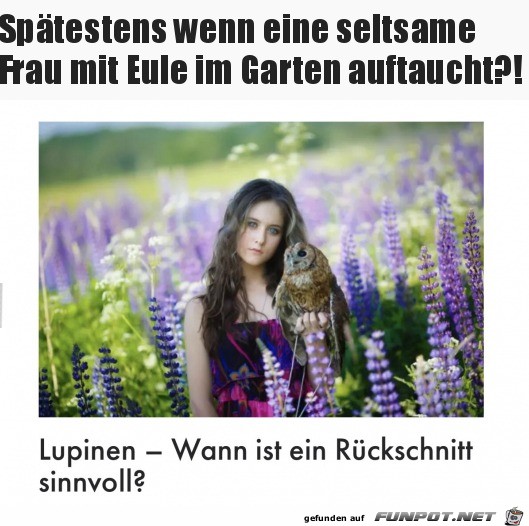 Wann sollte man Lupinen zurckschneiden?