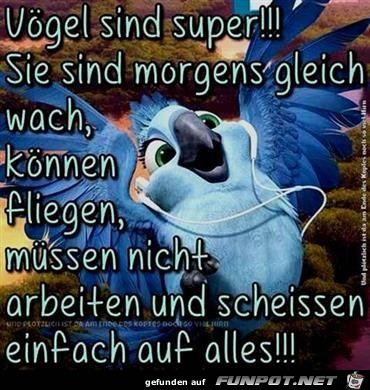 Vgel sind super