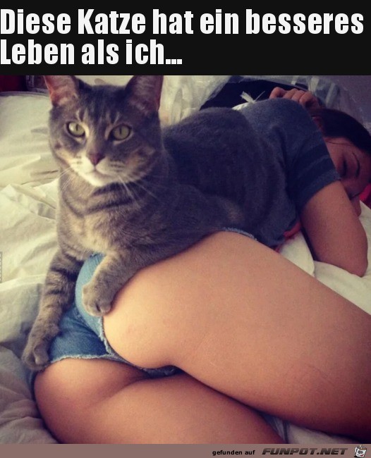 Katze hat es gut