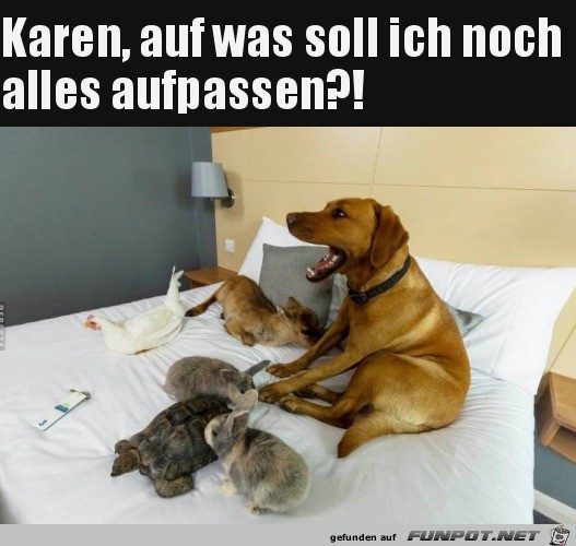 Hund als Babysitter