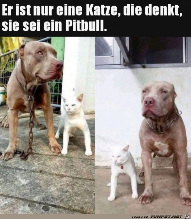 Katze will Pitbull sein