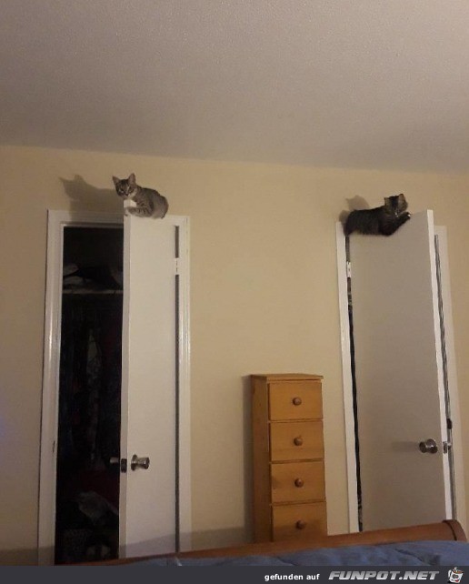 Katzen sitzen gerne auf Türen