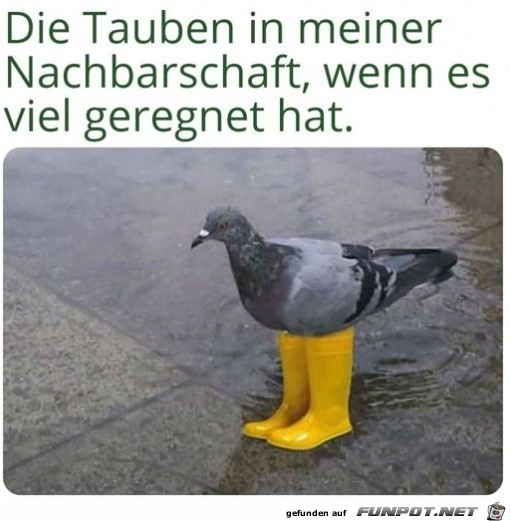 Tauben bei Regen