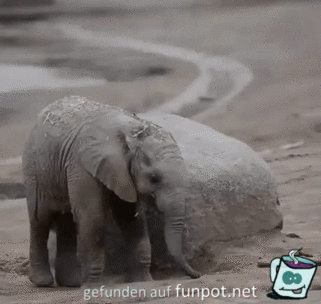 lustiger Elefant