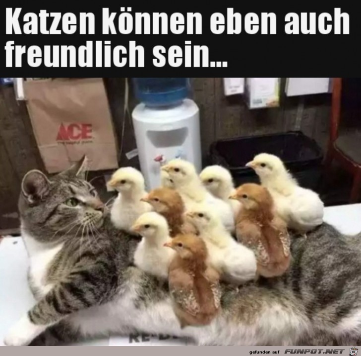 Freundliche Katze