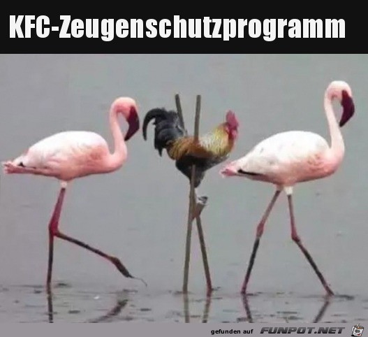 Zeugenschutzprogramm